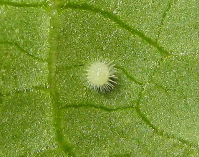 Common Castor Butterfly Eggs Picture