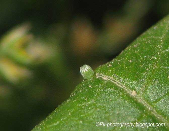 Painted Lady Butterfly Life Cycle Nature, Cultural, and Travel Photography Blog