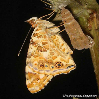 Painted Lady Butterfly Life Cycle