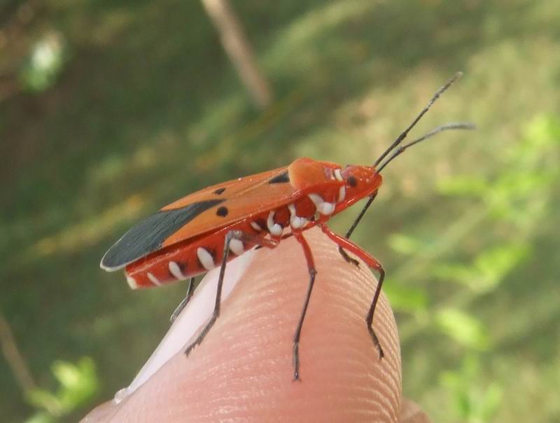 Red Cotton BugDysdercus cingulatus Nature, Cultural, and Travel