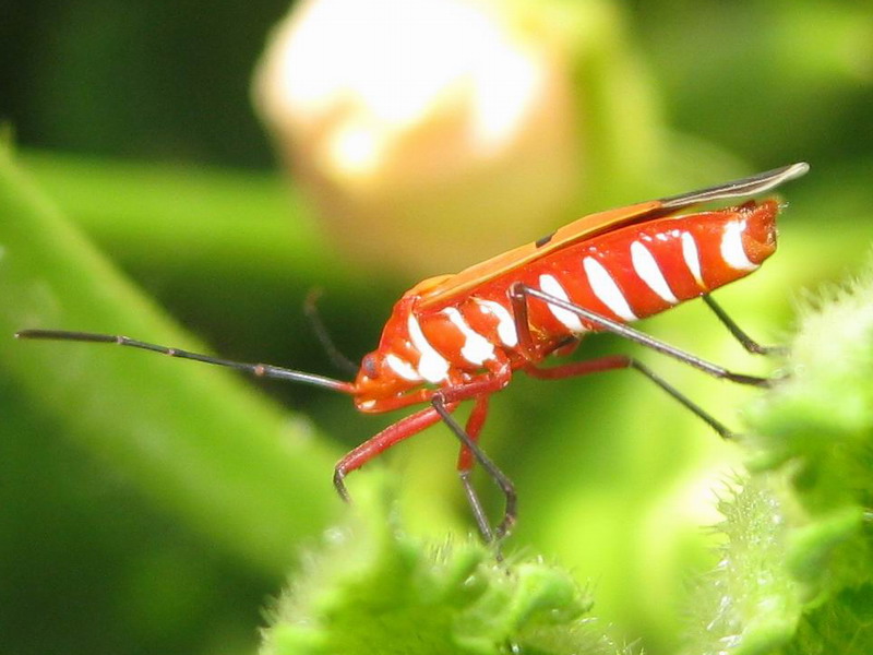 Red Cotton BugDysdercus cingulatus Nature, Cultural, and Travel