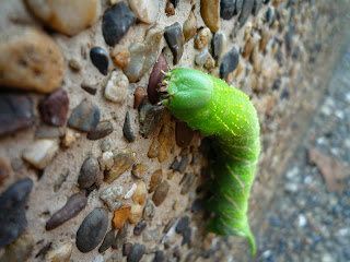 Todos Mis Pispirispis: Gusanito verde