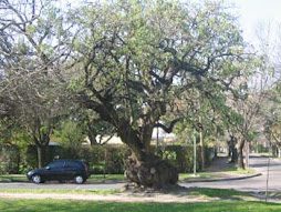 Ombú de Plaza San Martín