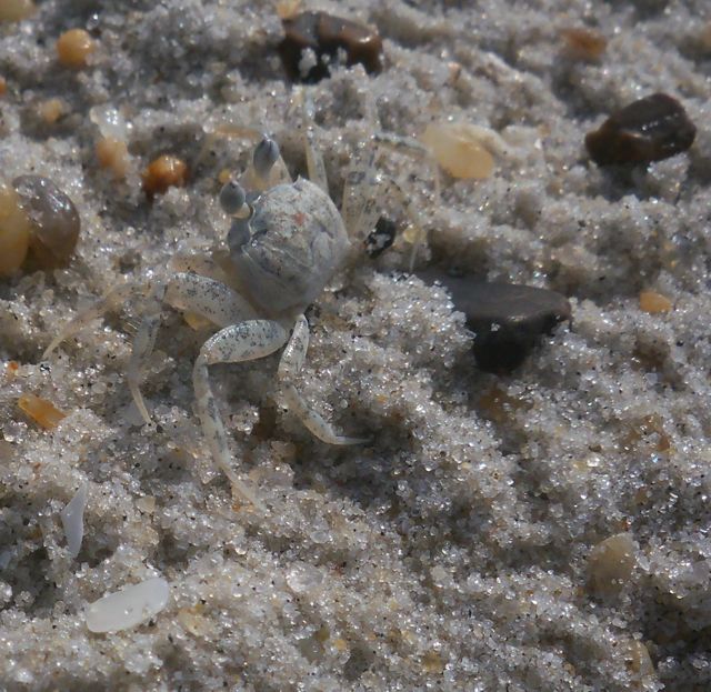 A Kid's Guide to Exploring Nature Ghost crabs