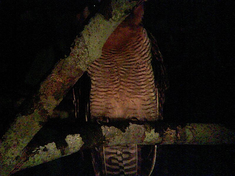 [DSC00639+brown+wood-owl.jpg]