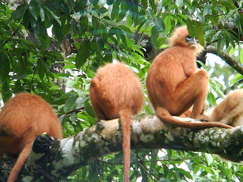 [DSC00633+maroon+langur.jpg]