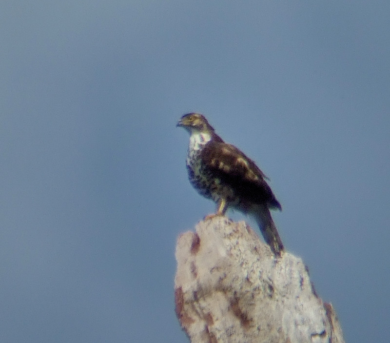 [DSCF8889+crested+goshawk.jpg]