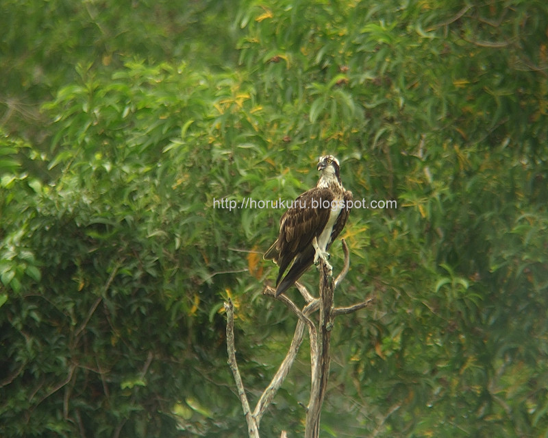 [DSCF9749+osprey.jpg]
