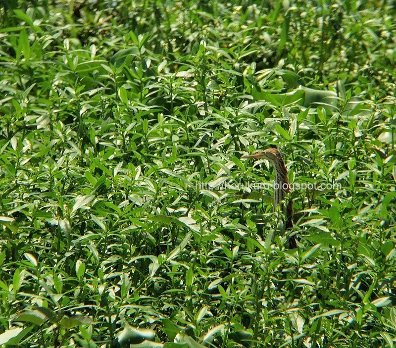[DSCF9669+yellow+bittern+juvenile.jpg]