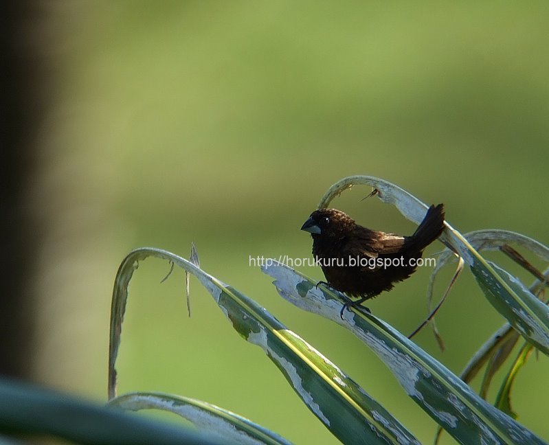 [DSCF9303+dusky+munia.jpg]