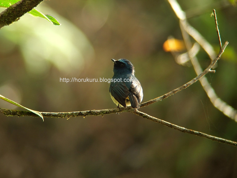 [DSCF5379+Indigo+Flycather.jpg]