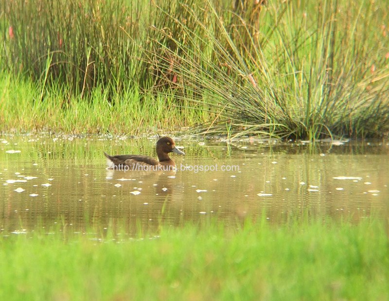 [DSCF5268+Tufted+Duck.jpg]