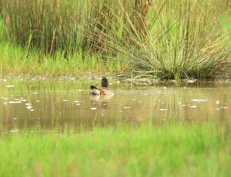 [DSCF5266+Tufted+Duck.jpg]