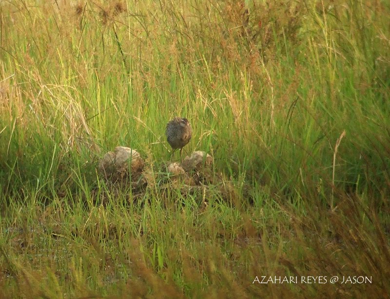 [DSCF7835+Buff-banded+Rail.jpg]