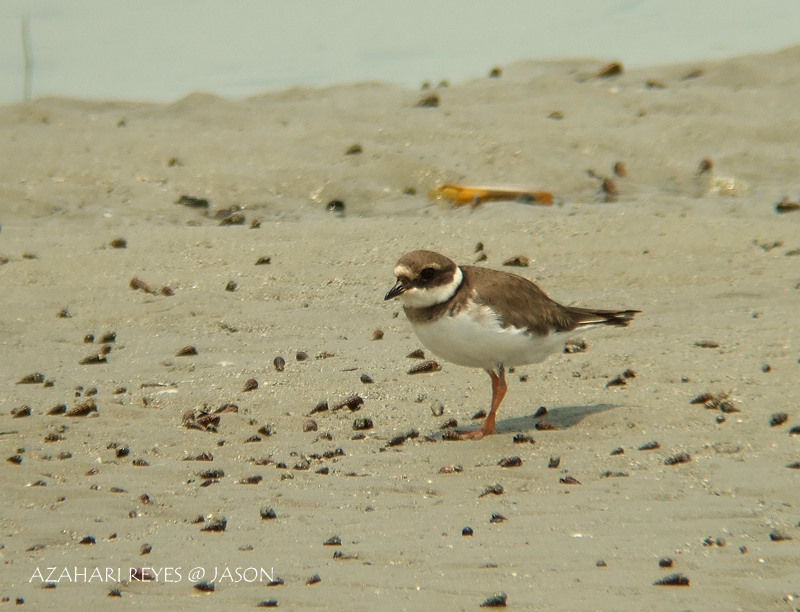 [DSCF8288+Common+Ringed+Plover.jpg]