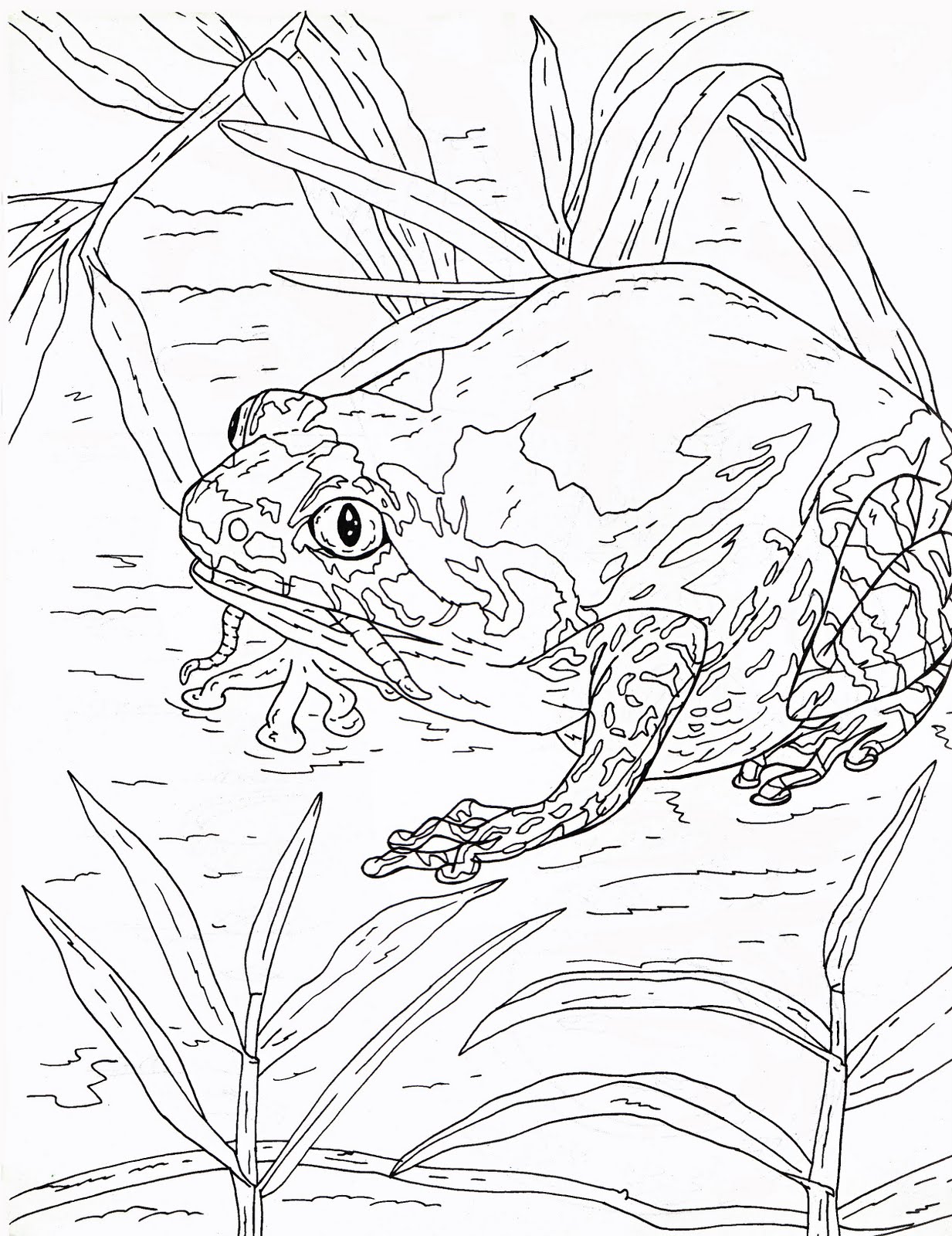 mewarnai binatang isawa-bogor