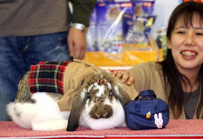 Funny Free Pics: Rabbit Fashion Show In Japan