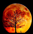lunaroja