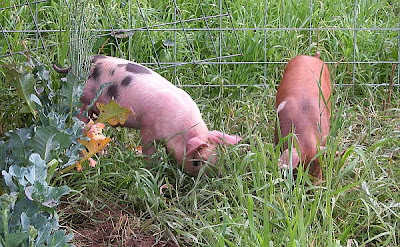 Cría de cerdos en libertad