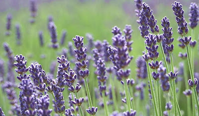 flores de lavanda