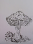 Amanita muscaria - sketch