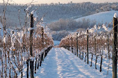 Le vigne innevate di Villa Petriolo