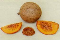 [mameyamarillo002.jpg]