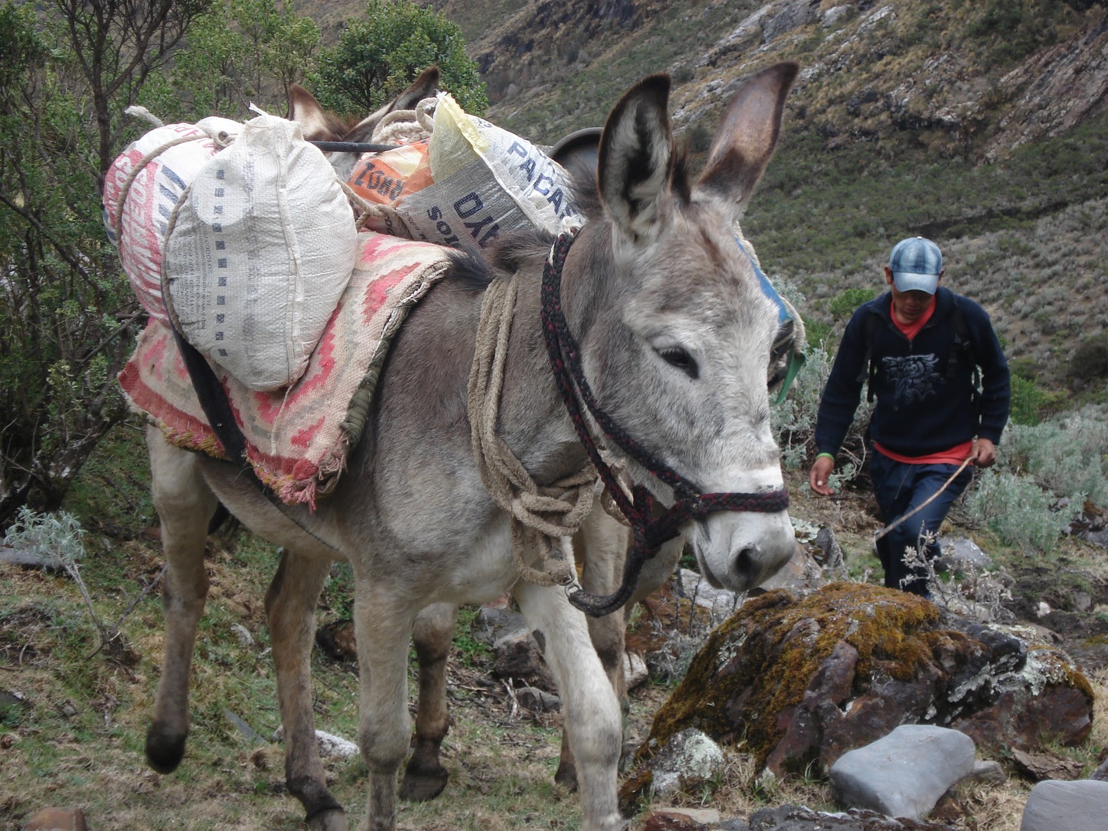 Talking Trails: Farm animals in Peru and Bolivia