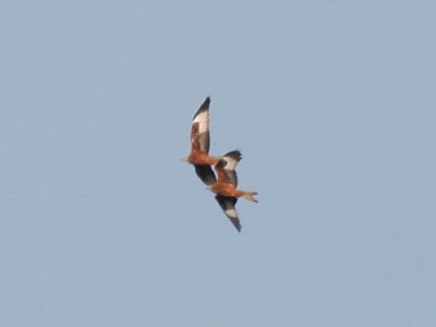 Red Kite