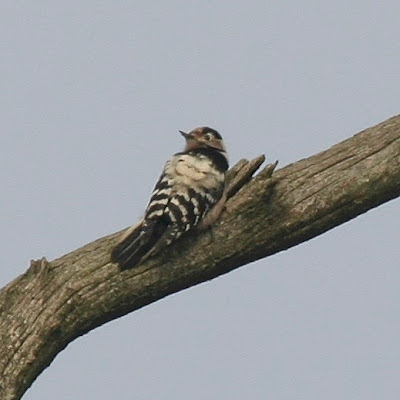 Lesser-spotted Woodpecker