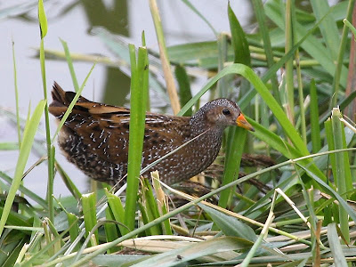 Spotted Crake