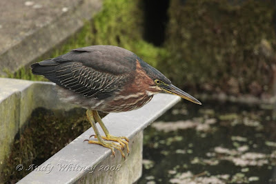 Green Heron