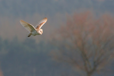 Barn Owl