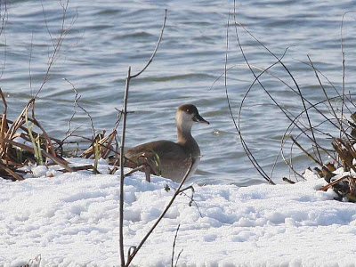 Red-crested Pochard