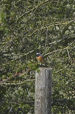 Redstart