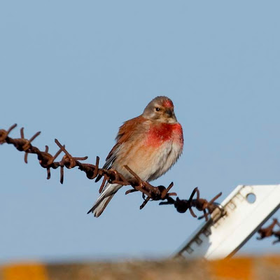 Linnet