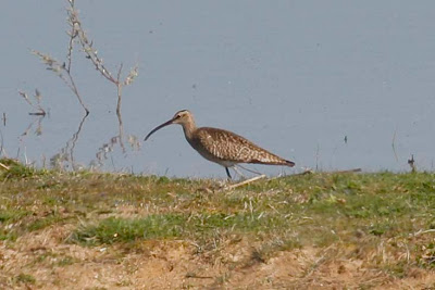 Whimbrel