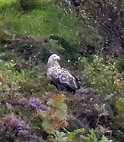 White Tailed Sea Eagle, Isle of Skye