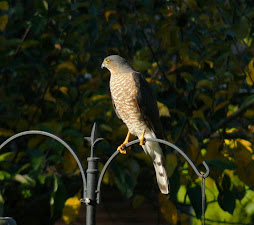 Sharp-Shinned Hawk