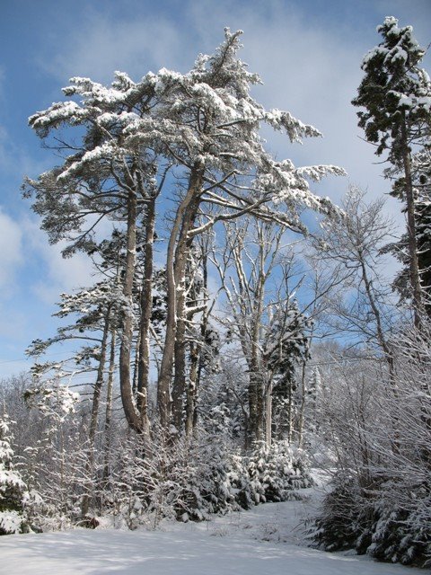 Snowy Pine