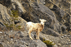 Mountain Sheep 05/10