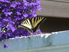 Swallowtail 07/10