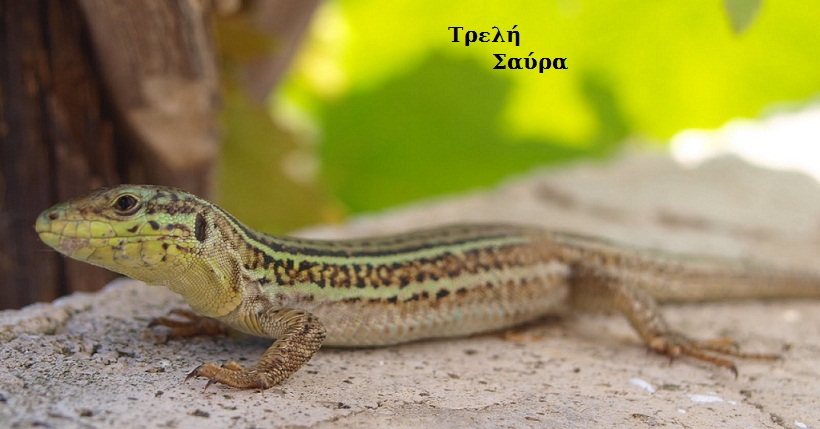 Τρελή Σαύρα