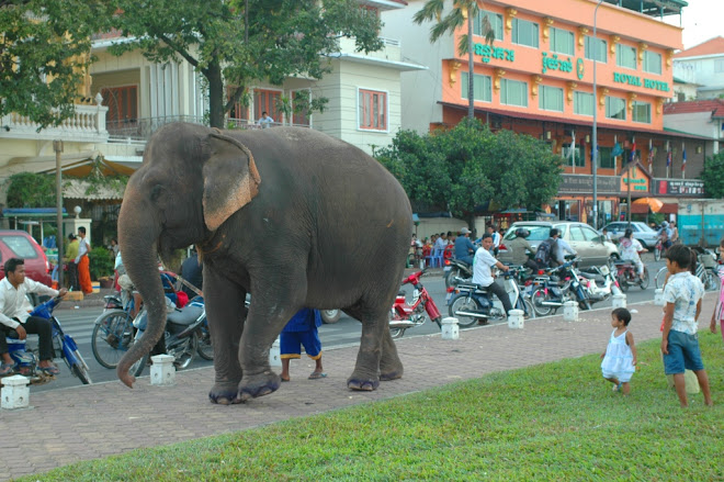 Olifant in Phnom Penh