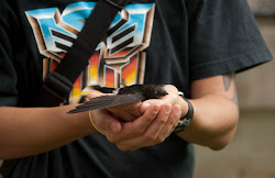 bird ramblings flying fly