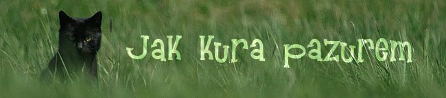 Jak kura pazurem...