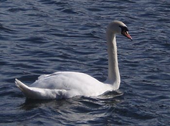 [swan,+canal.JPG]
