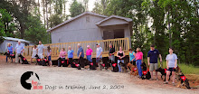 Service Dogs for Autism