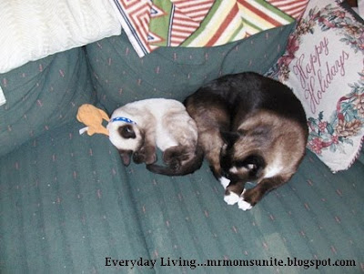 photo of koko and yum yum sleeping next to each other