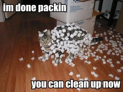 picture of a cat covered in packing peanuts